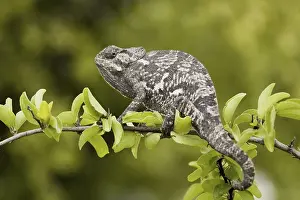 Chameleon Camouflage Prints: Lappen chameleon
