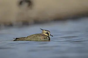 Vanellus Vanellus Prints: Lapwing, Vanellus Vanellus, Bath