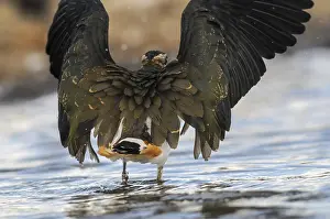 In Flight Bird Photos Prints: Lapwing, Vanellus Vanellus, Bath