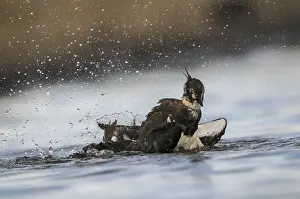 Natural Environment Fauna Prints: Lapwing, Vanellus Vanellus, Bath