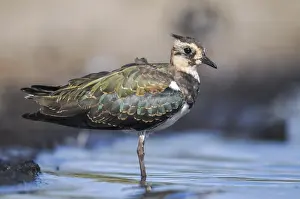 Vanellus Vanellus Prints: Lapwing, Vanellus Vanellus, Bath