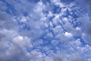 Altocumulus Clouds Germany Prints: Large altocumulus clouds, Germany
