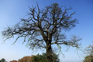 Northern German Nature Prints: Large, bare Oak Tree (Quercus)