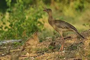 South American Wildlife Prints: A large bird and a chick stand together