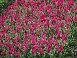 Spring Blooming Flowers Prints: Large field with red tulips in spring