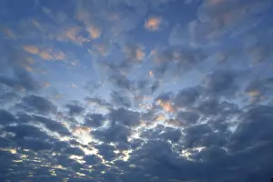 Fleecy Cloud Formation Prints: Large fleecy clouds (Altocumulus) in the evening sky