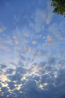 European Cloudy Skies Prints: Large fleecy clouds (Altocumulus) in the evening sky