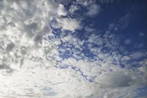 Altocumulus Clouds Germany Prints: Large fleecy clouds, altocumulus, Germany