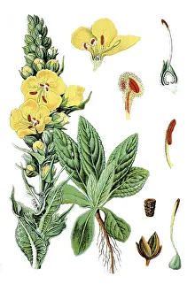 Large-flowered Mullein Print, Chromolithography, 1786