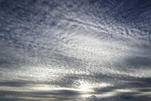 Fleecy Cloud Formations Prints: Large fluffy clouds, altocumulus
