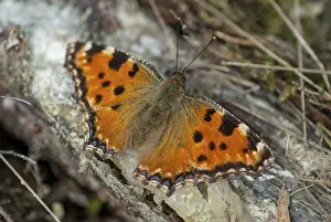 Large Tortoiseshell Prints: Large Fox and Tortoise Shell Print
