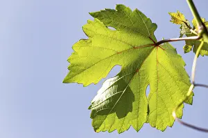 Deserted Vineyard Scene Prints: A large grape leaf shines through in the sun and its pecking structure becomes visible