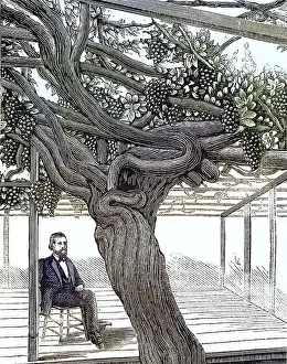 Prints of The large grapevine at Hampton Court Palace in England Palace Prints: The Large Grapevine at Hampton Court Palace Print