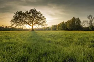 Deciduous Tree In Springtime Prints: Large oak tree in a clearing at sunset in spring