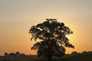 Backlit Oak Tree Prints: Large oak tree (Quercus), backlit at sunset