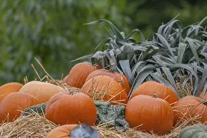 Vegetable Garden Produce Prints: Large pumpkins (Cucurbita) on straw with leeks