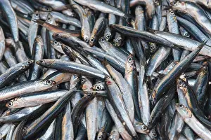 Prints of Large quantity of silver fish, lying close together, fresh and shiny, sprats, market, Nafplio, Nauplia, Nauplion, Nafplion, Argolis, Peloponnese, Greece Sprat Prints: Silver Fish at Nafplio Market Print, Greece
