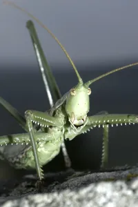 Long Horned Grasshopper Prints: Large saw-worm