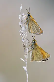 Large Skipper Butterfly Prints: Large skipper (Ochlodes sylvanus)