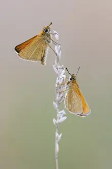 Large Skipper Butterfly Prints: Large skipper (Ochlodes sylvanus)