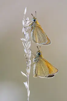 Large Skipper Butterfly Prints: Large skipper (Ochlodes sylvanus)