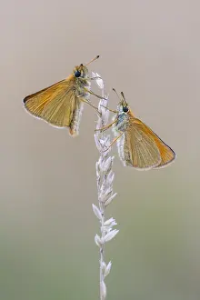 Large Skipper Butterfly Prints: Large skipper (Ochlodes sylvanus)