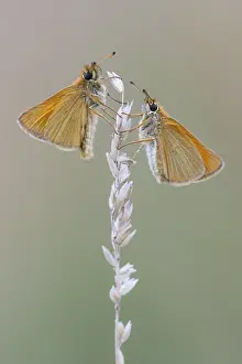 Large Skipper Butterfly Prints: Large skipper (Ochlodes sylvanus)