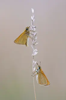 Large Skipper Butterfly Prints: Large skipper (Ochlodes sylvanus)