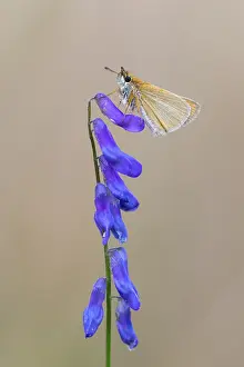 European Skipper Butterflies Prints: Large skipper (Ochlodes sylvanus)
