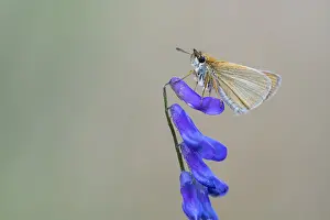 Large Skipper Butterfly Prints: Large skipper (Ochlodes sylvanus)