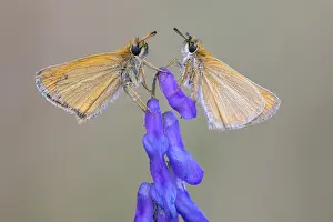 Central Europe Natural Environments Prints: Large skipper (Ochlodes sylvanus)