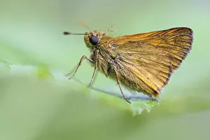 Large Skipper Butterfly Prints: Large skipper (Ochlodes sylvanus)
