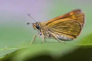 Deserted Dutch Landscape Prints: Large skipper (Ochlodes sylvanus)