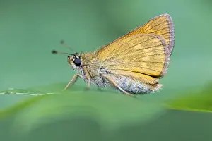 European Skipper Butterflies Prints: Large skipper (Ochlodes sylvanus)
