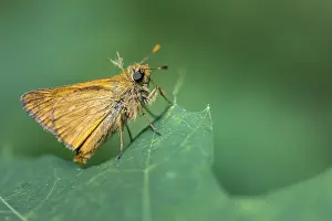 Large Skipper Butterfly Prints: Large skipper (Ochlodes sylvanus)