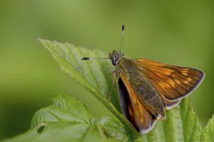 Images Dated 11th June 2024: Large Skipper Butterfly Print