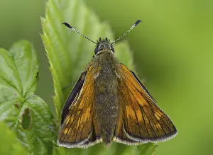 Images Dated 11th June 2024: Large Skipper Butterfly Print
