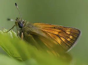 Images Dated 11th June 2024: Large Skipper Butterfly Print