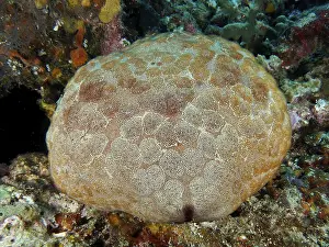 Images Dated 29th July 2024: Large cushion starfish Print
