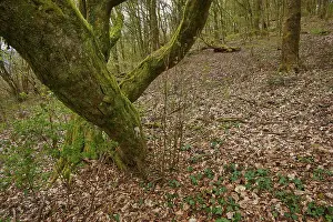 Odenwald Forest Landscape Prints: A large tree, covered with moss