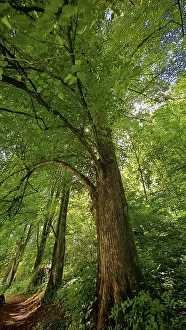 Franconian Forest Prints: Large tree next to a narrow path in a dense