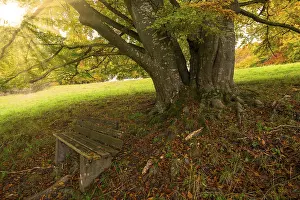 Beech Tree Prints: Large tree with sturdy trunk, bench in the foreground
