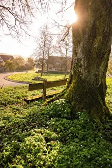European Morning Atmosphere Prints: A large tree with sunlight through the branches