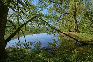 Central European Landscape Photography Prints: Large trees lean across a clear river with perfect reflection of the sky