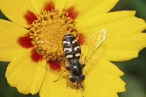 Natural Habitat Prints: Late Large-fronted Hoverfly