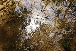 Waterfront Landscape Photo Prints: Late summer impression, reflection in a lake