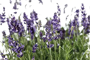Common Lavender Plant Prints: Lavender