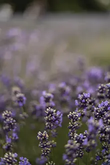 Fragrant Lavender Prints: A lavender field in full bloom