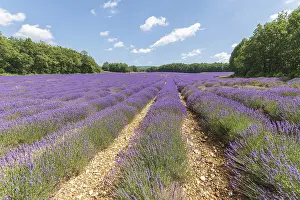 Provence Landscape Photography Prints: Lavender fields in bloom in Provence