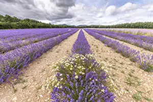 Fragrant Lavender Blooms Prints: Lavender fields in bloom in Provence